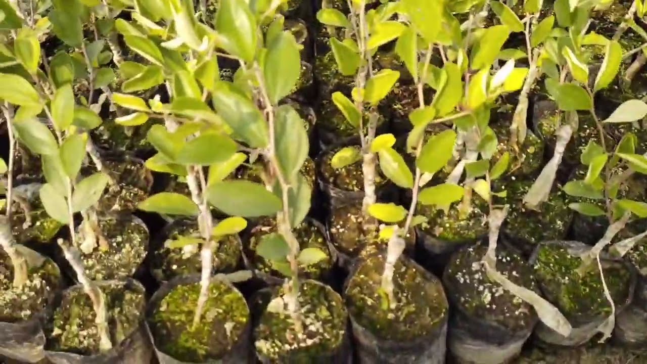 एप्पल बेर || APPLE BER   || Contact Number 7208358287