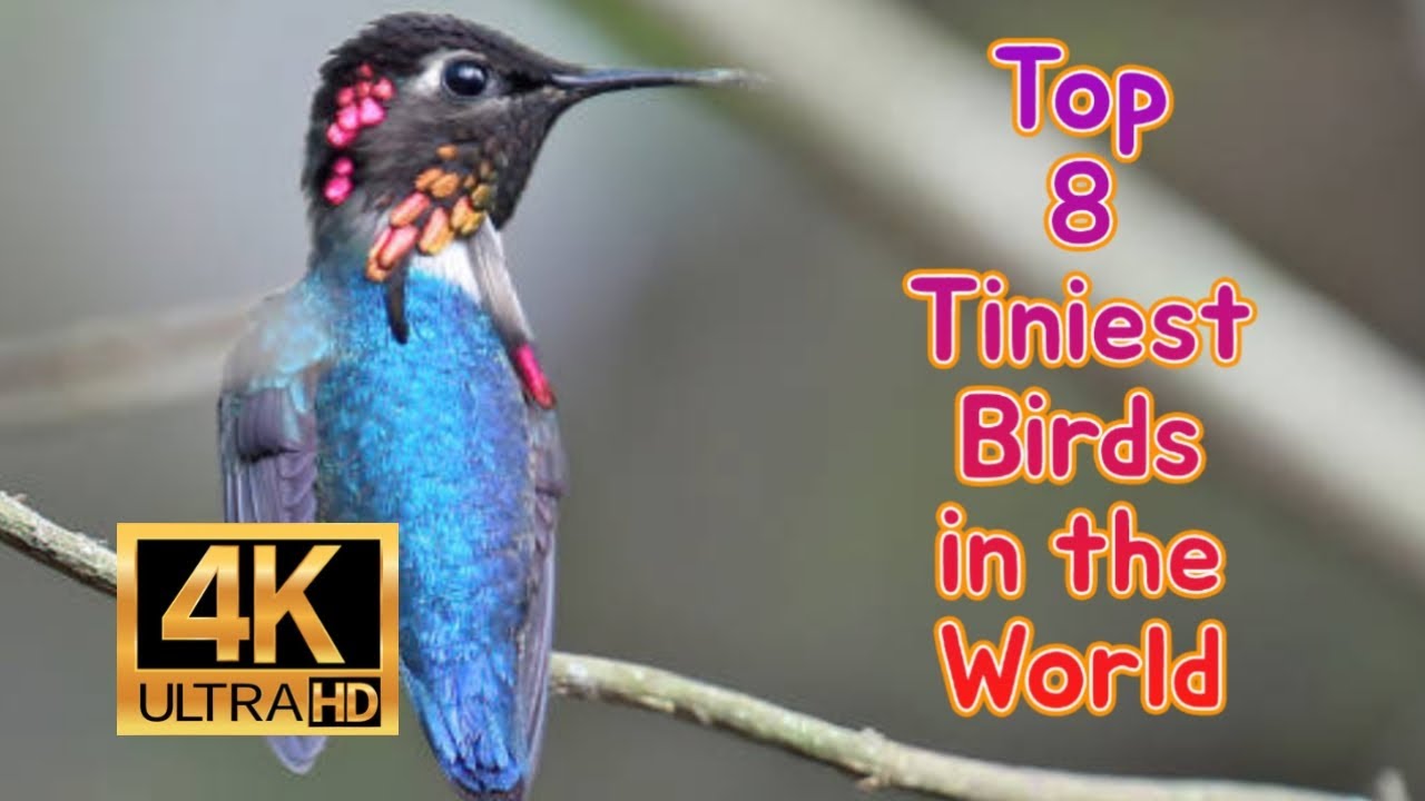 The Top 8 Tiniest Birds in the World 4K