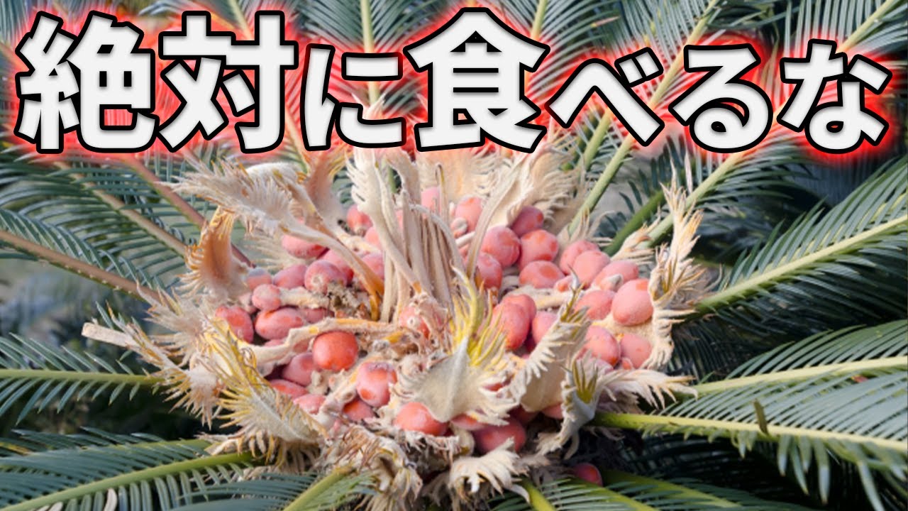 絶対にソテツを食べてはいけない理由がこちら【解説動画】