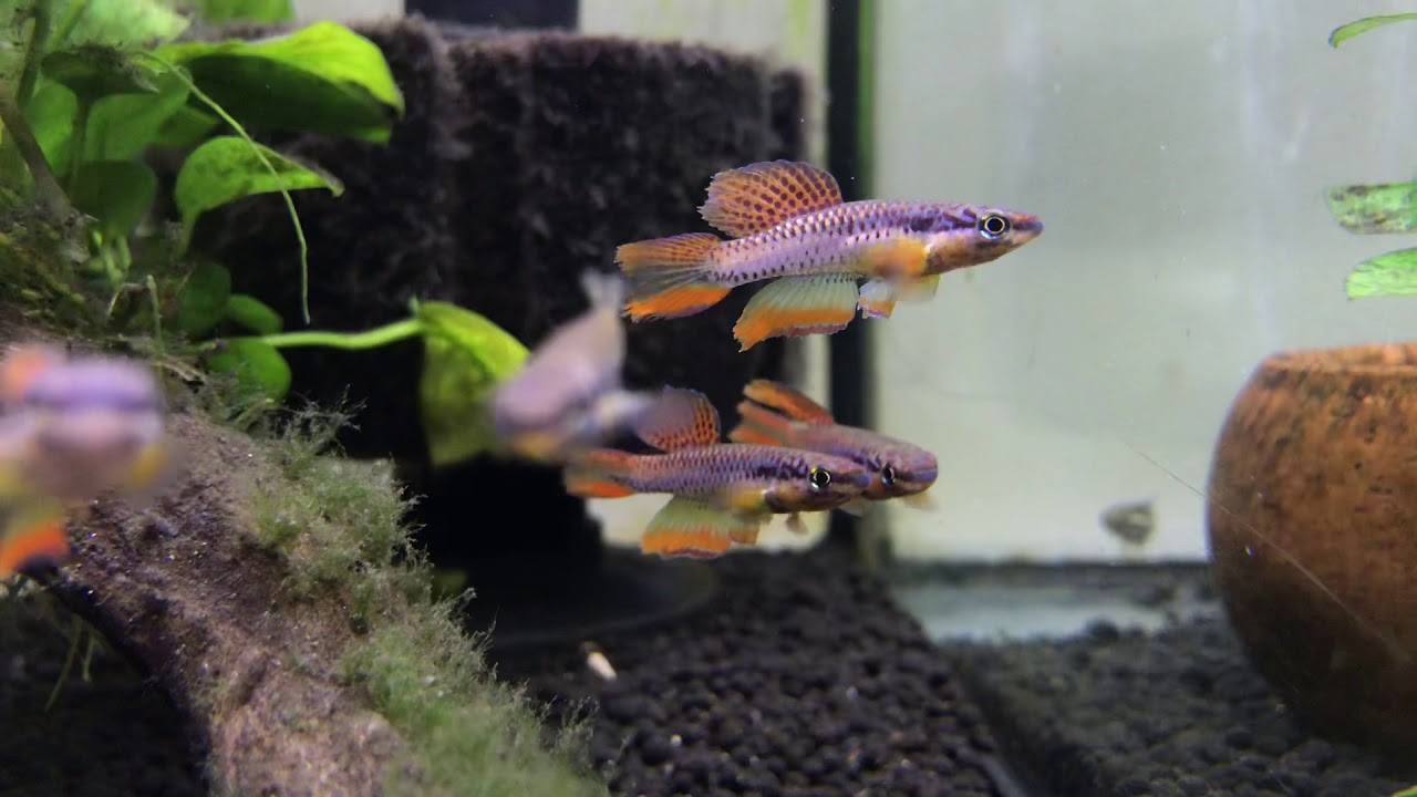 Aphyosemion bitaeniatum LAGOS