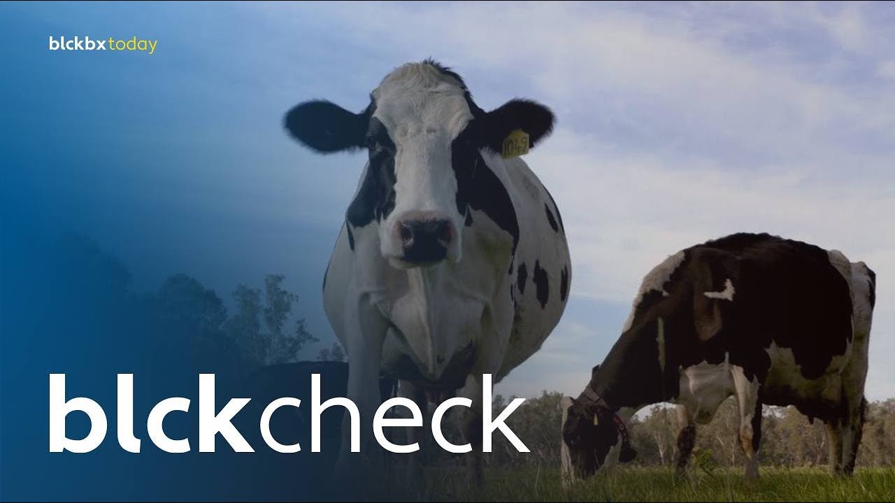 blckcheck: Is de stikstofcrisis een bureaucratisch probleem dat alleen in Nederland bestaat?