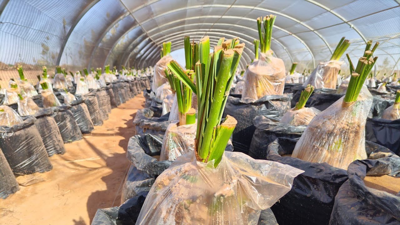 طرق مبتكره لزراعة النخيل |  palm cultivation