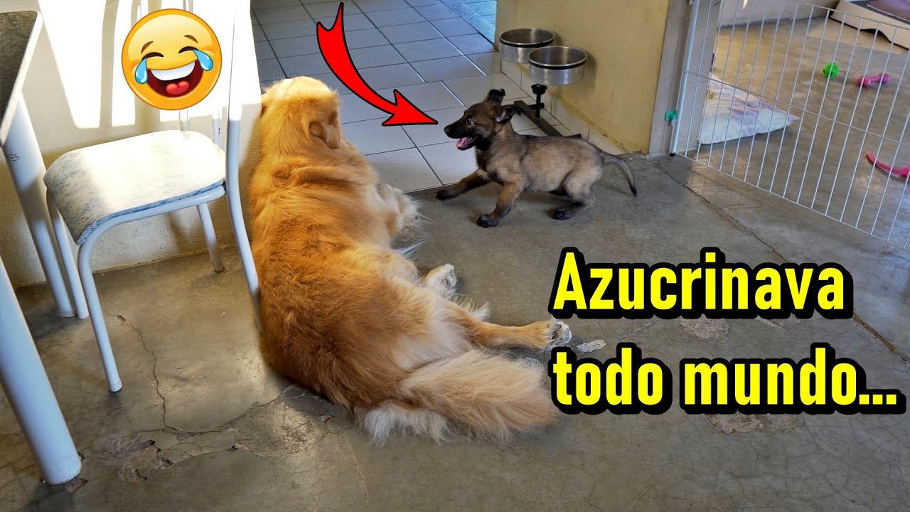 Como ensinar o senta, o junto e atender pelo nome quando chamado..
