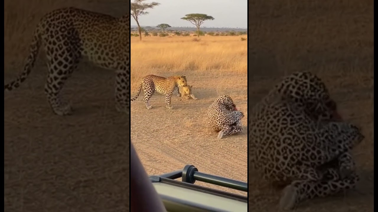 Leopard Gets Shocked by a Strange &ldquo;Leopard&rdquo; in the Wild  Unexpected Safari Moment #wildlifeencounter