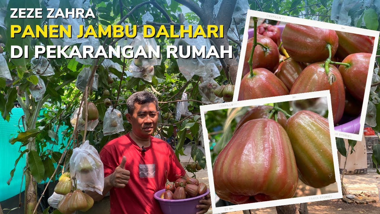 Panen Jambu Air Dalhari Di Pekarangan Rumah