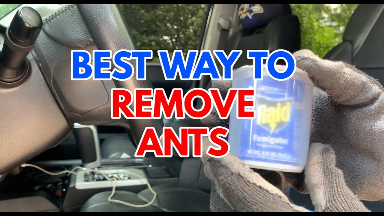 Eliminate Ants in Your Car: Quick Fix for Multiple Colonies! 🚗🐜 [Must-Watch]