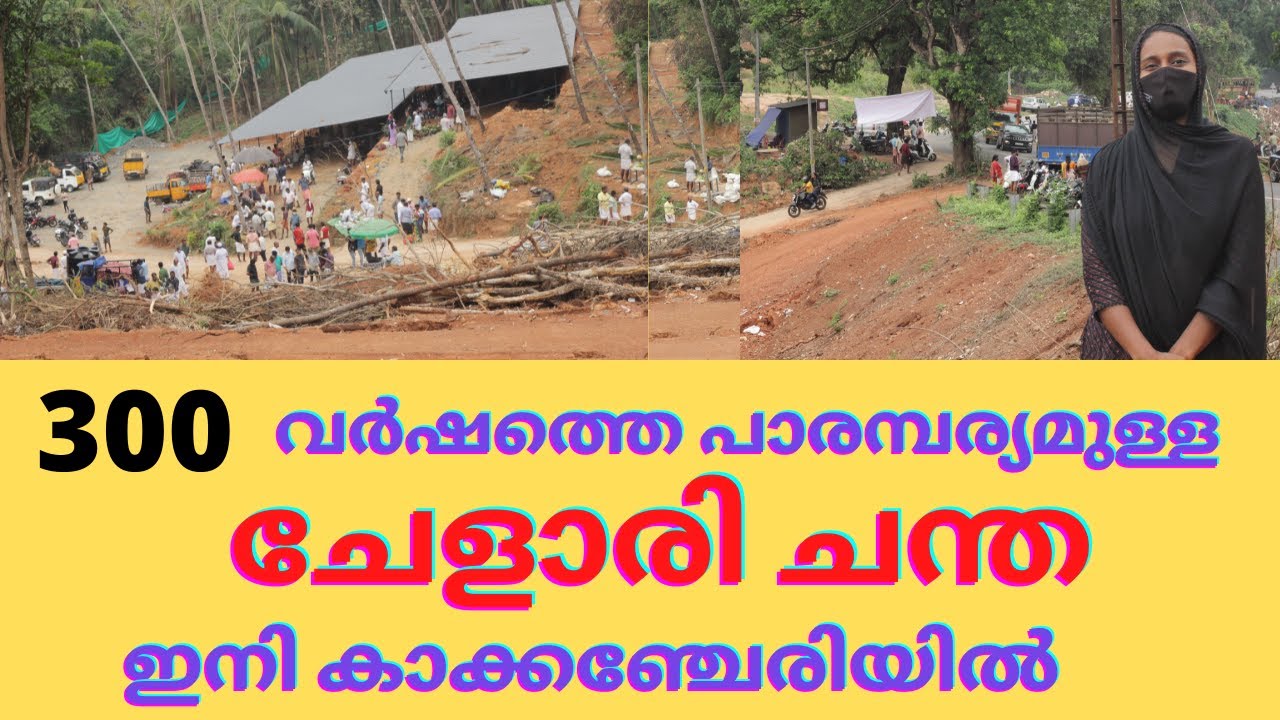 മലബാറിലെ പ്രശസ്തമായ കന്നുകാലി ചന്ത | ചേളാരി ചന്ത | Cheapest Cattle Market in Kerala| Cow & Buffalo