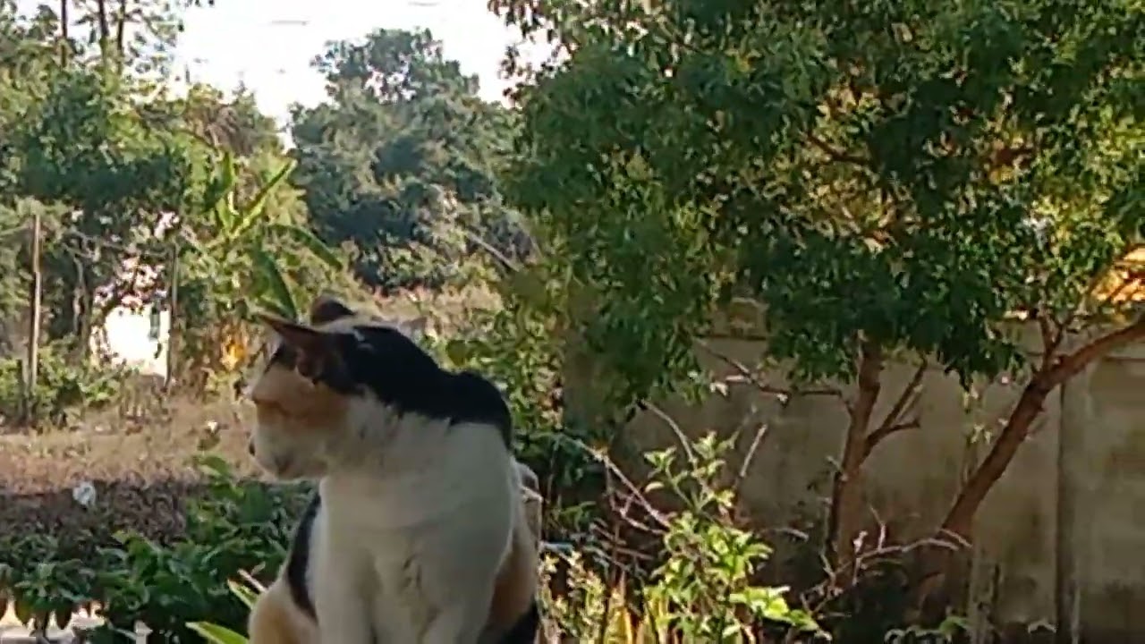 2 กุมภาพันธ์ ค.ศ. 2026