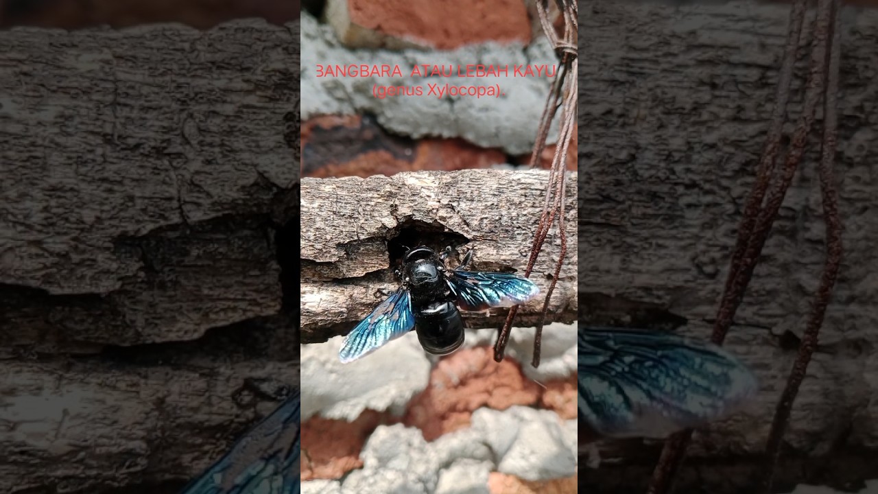 EXPLORE BANGBARA  ATAU LEBAH KAYU  (genus Xylocopa) 