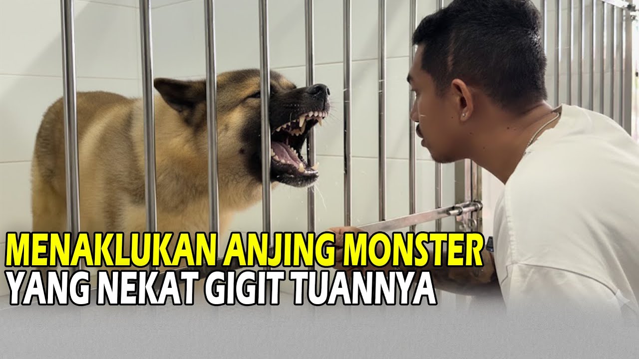 MENAKLUKAN ANJING MONSTER!! YANG NEKKAT GIGIT TUANYA!!