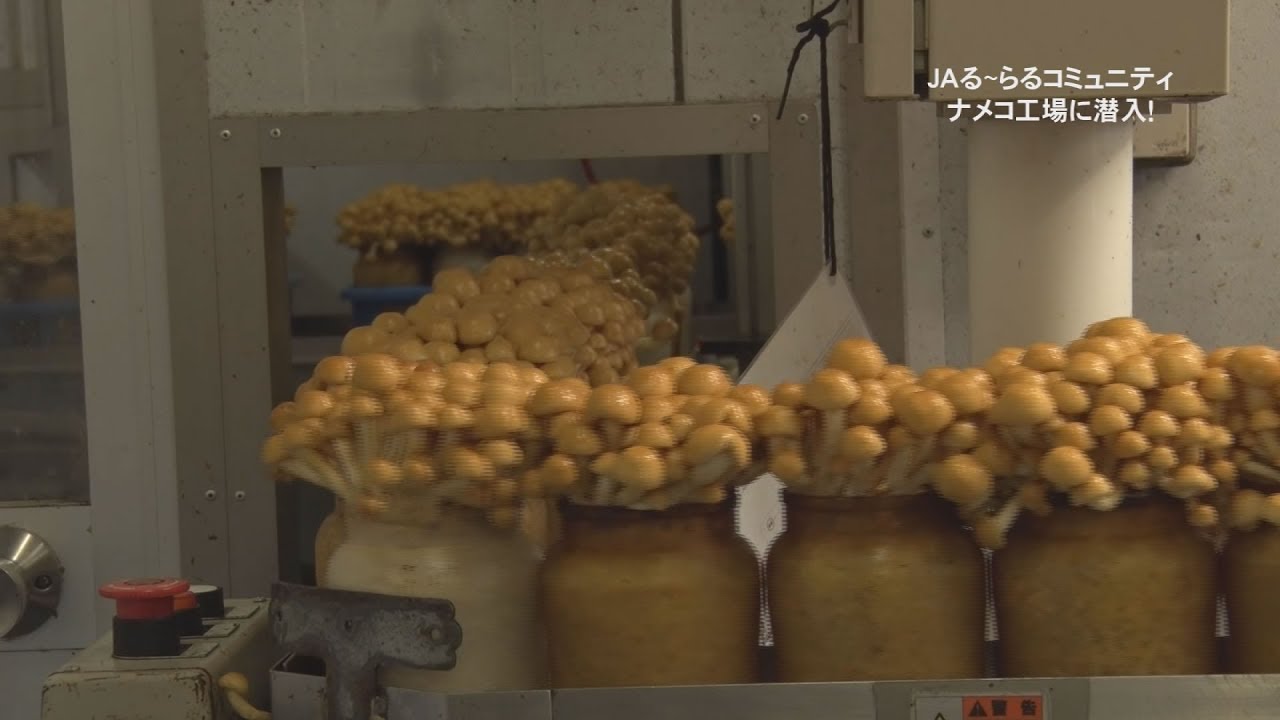 上伊那産きのこを食べよう！