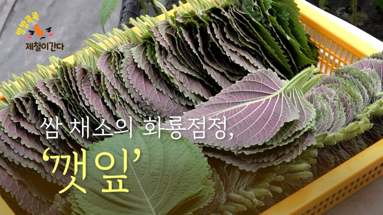 쌈 채소의 화룡점정, ‘깻잎’