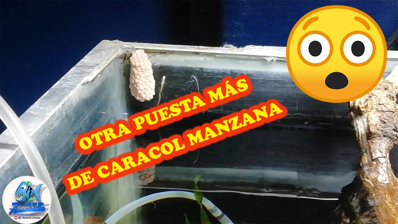 Puesta de  Caracol Manzana (Pomacea bridgesii)