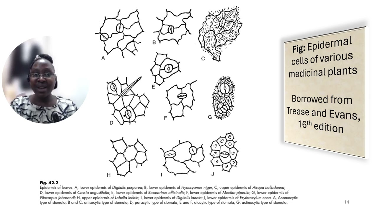 Plant tissues of diagnostic importance PART I
