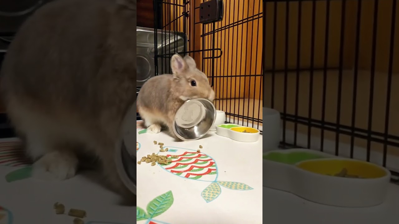 Crazy Rabbits #amazing #rabbit #bunny #pets #animals #shorts