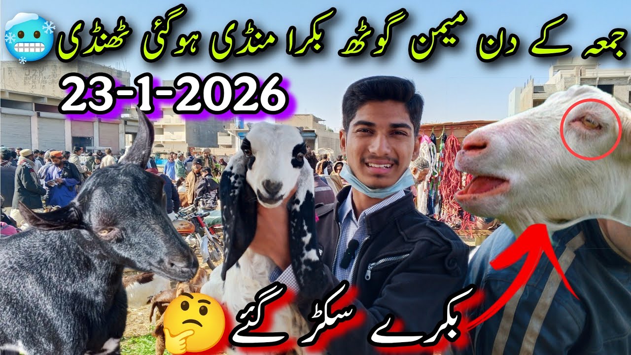 Friday Memon Goth Bakra Mandi Update🥰 | 23-1-2026 | Qurbani 2026 | Sasti Bakra Mandi | @AhmedKSath 