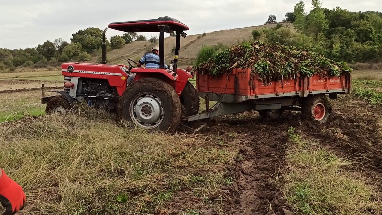 Massey Ferguson 165 pancar tarlasın ((usta şöför))
