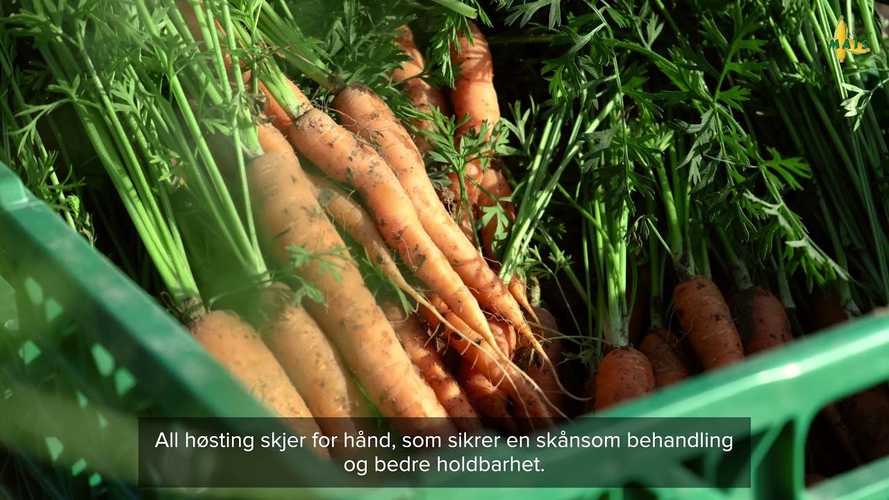 G&aring;rdsbutikken - Gr&oslash;nnsaker rett fra jordet