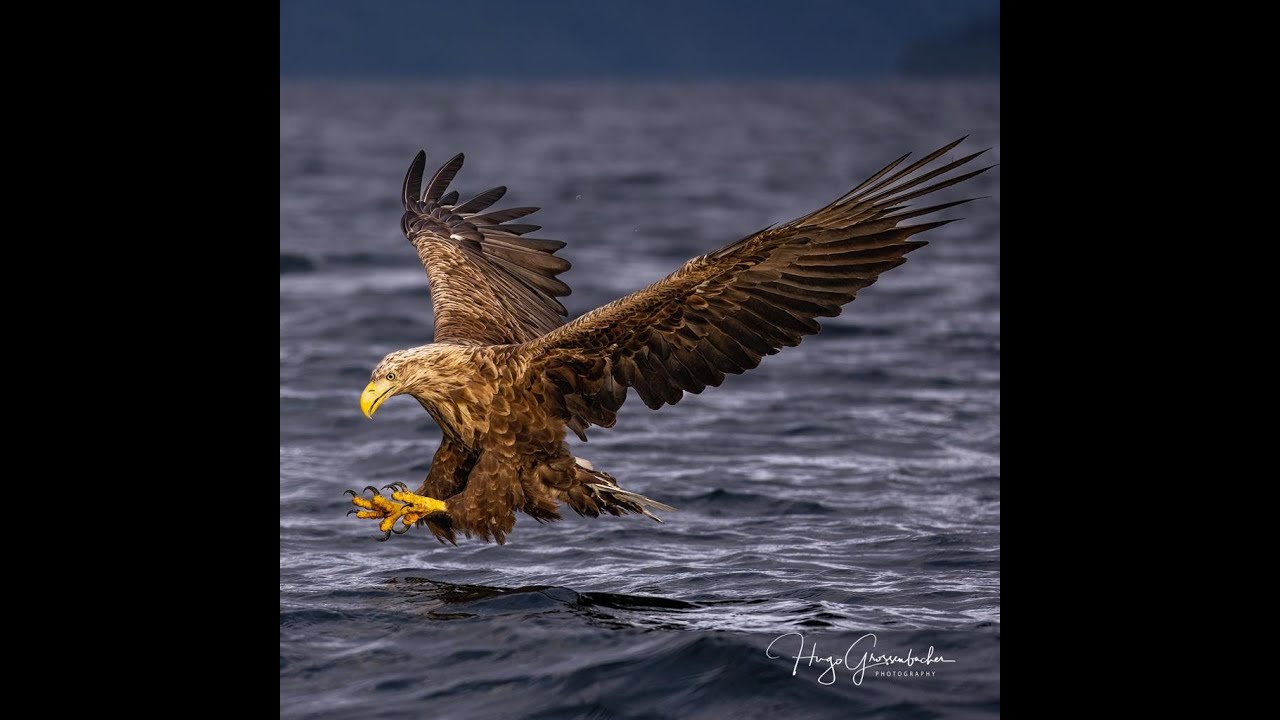 Norwegen Seeadler beim Fischfang