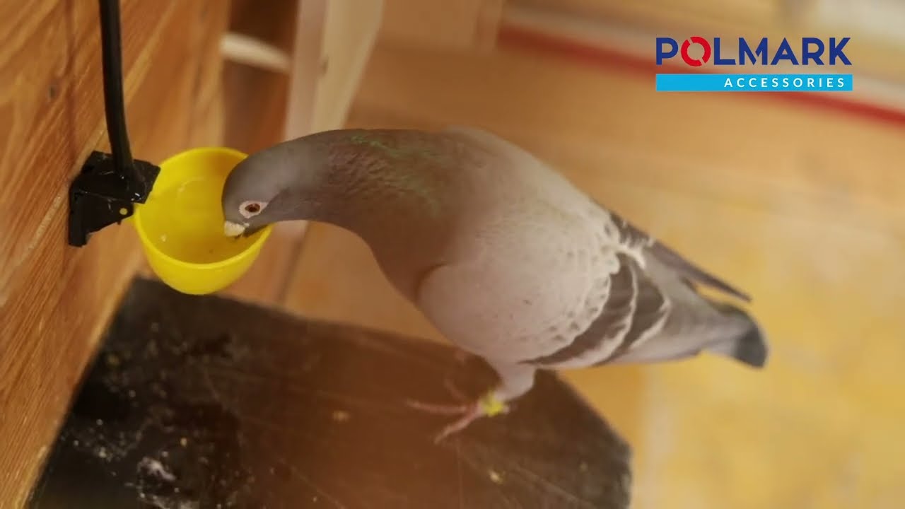 Automatyczne Poidełko - Polmark