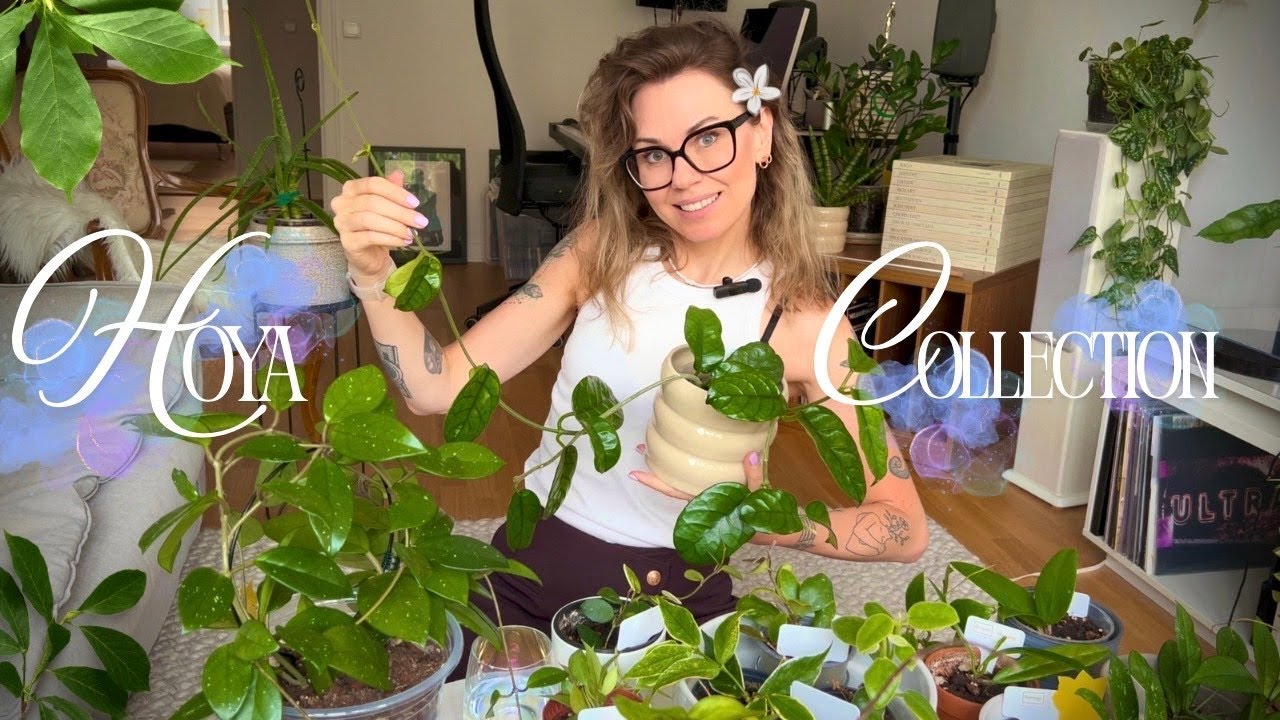 My Hoya Collection 🌿  19 Stunning Hoya Varieties You’ll Want to Grow!