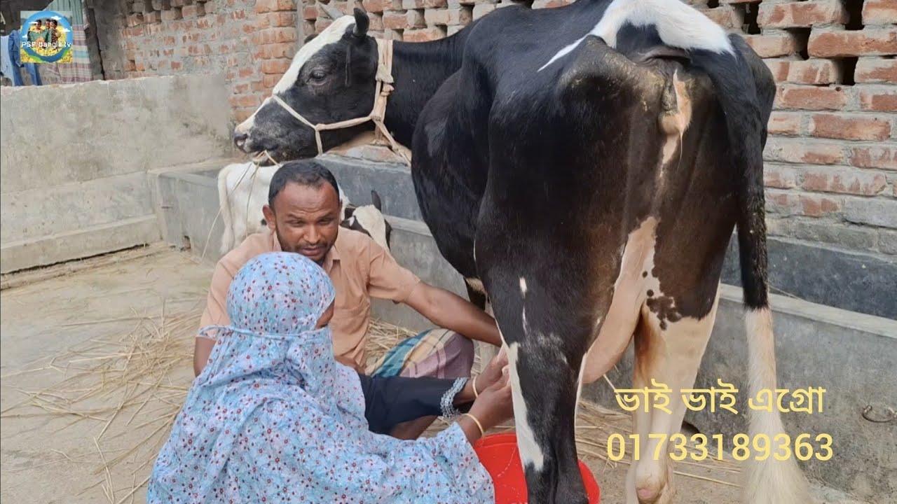 @ আজ 11 March 2026|| নিজ হাতে দোহন করে উন্নত জাতের দুধের গাভী কেনা ভাই ভাই এগ্রো ফার্মে||