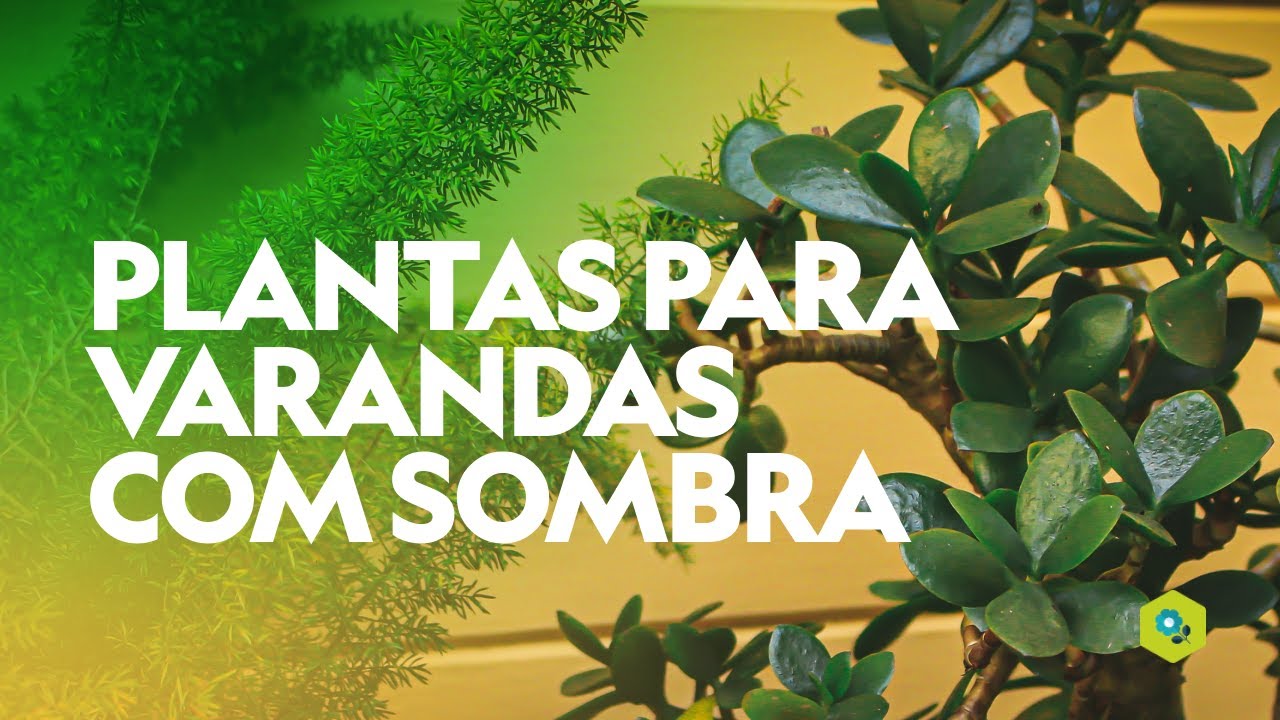 15 PLANTAS para VARANDAS com SOMBRA