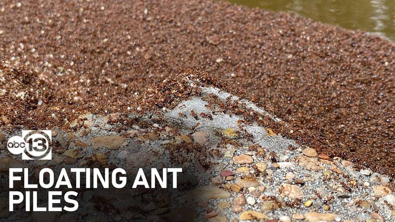 Floating ant piles spotted in flooded waters at League City park
