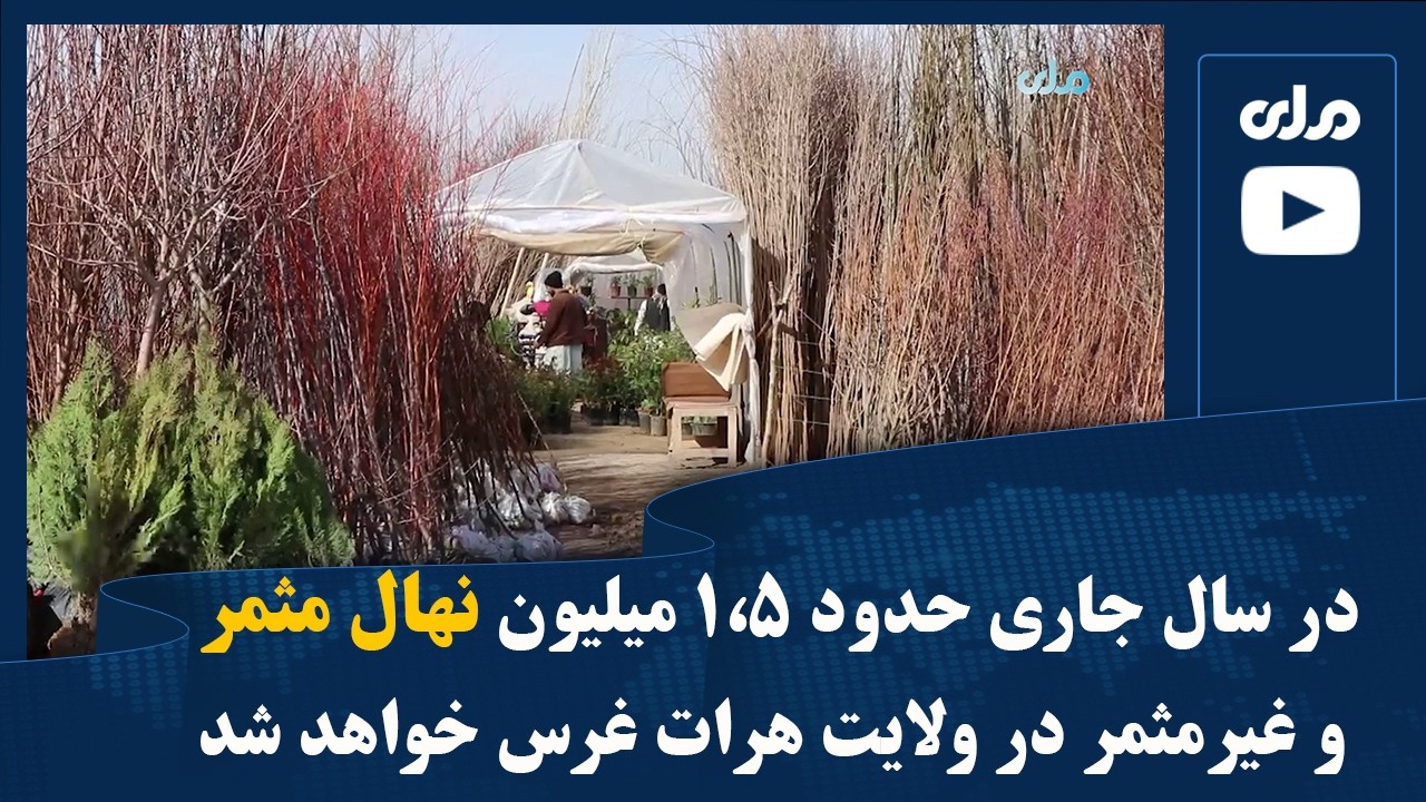 در سال جاری حدود ۱.۵ میلیون نهال مثمر و غیرمثمر در ولایت هرات غرس خواهد شد
