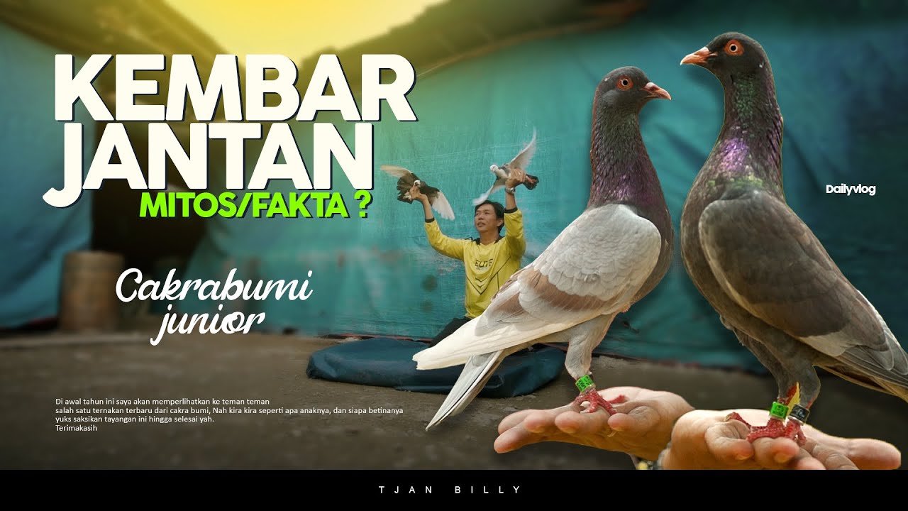 TAHAP DASAR MELATIH  MERPATI PIYIK ANAK CAKRABUMI