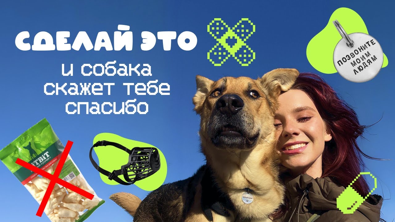 Подари собаке долгую счастливую жизнь! 10+ важных правил заботливого хозяина