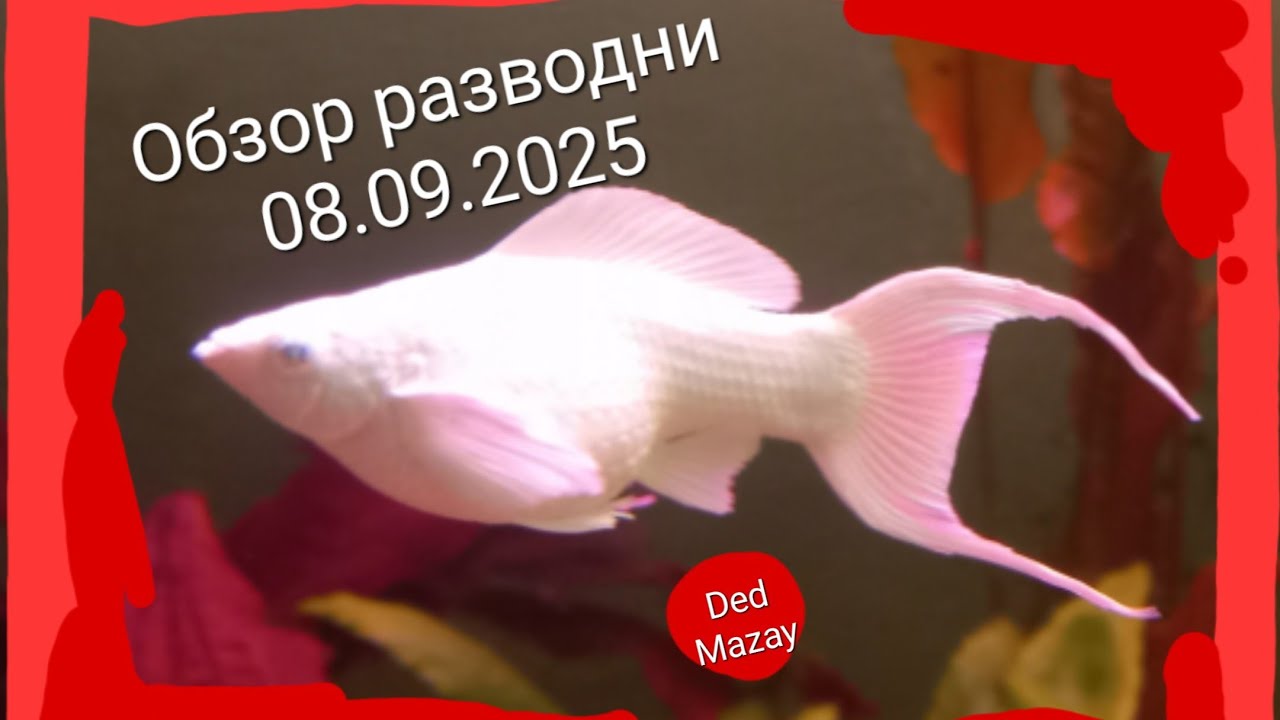 Обзор разводни 08.09.2025 год