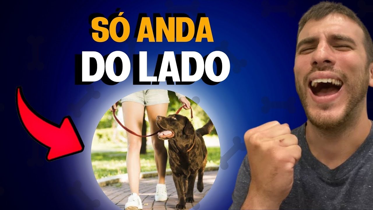 3 Formas Para o Cachorro Aprender a Passear Sem Puxar a Guia
