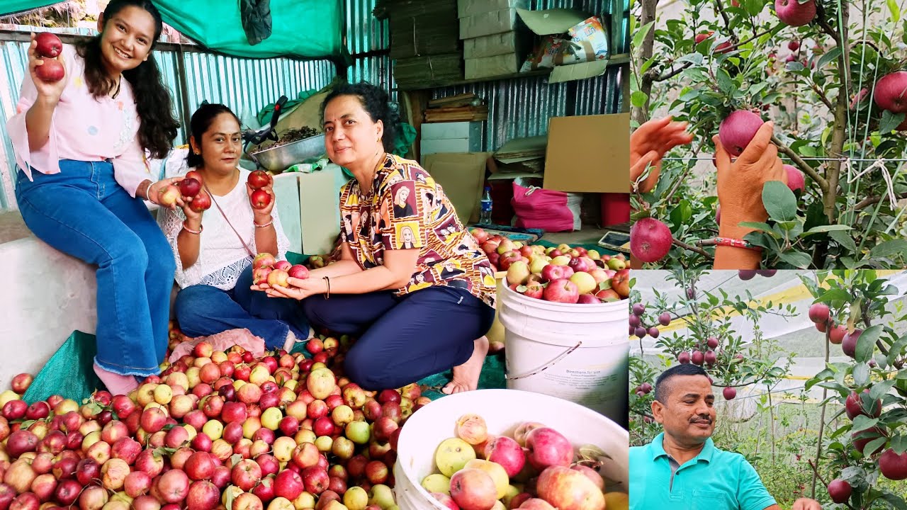 🍎ताजे सेब खाने के लिए दूर जाने की जरूरत नहीं, पौड़ी में ही मिलेंगे ऑर्गेनिक फ्रेश जूसी Apple🍏|
