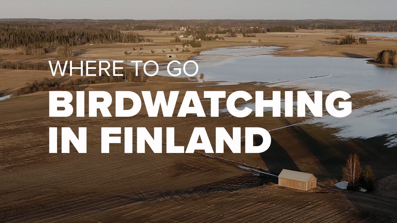 Birding Hotspots of Southern Finland | Orimattila / Pukkila