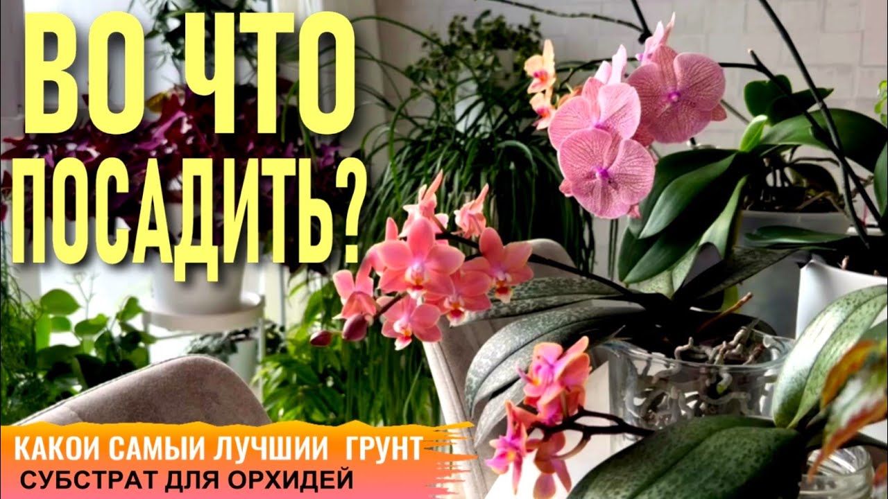 КОМПОНТЕНТЫ СУБСТРАТА, ГРУНТА ДЛЯ ОРХИДЕЙ! КОРА, МОХ, TREE FERN (ТРИФЕРН), ЧИПСЫ, СЕРАМИС, ЦЕОФЛОРА!