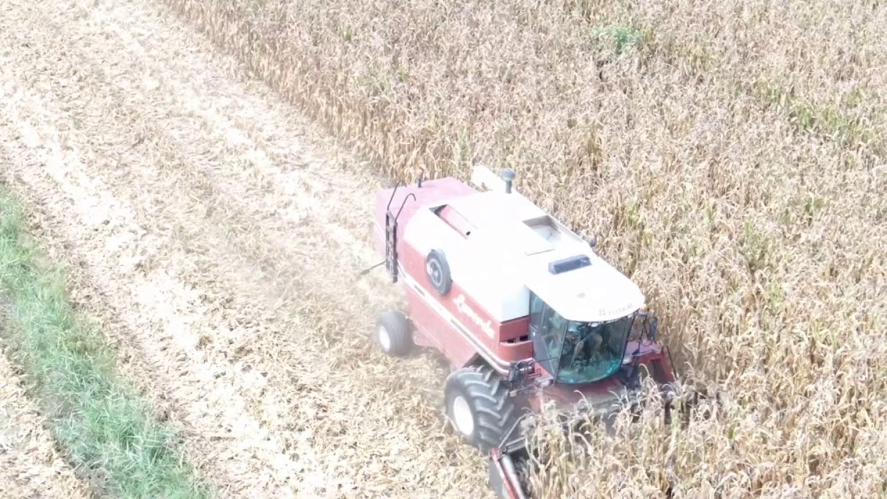 Trebbiatura mais 🌽 bianco 2020