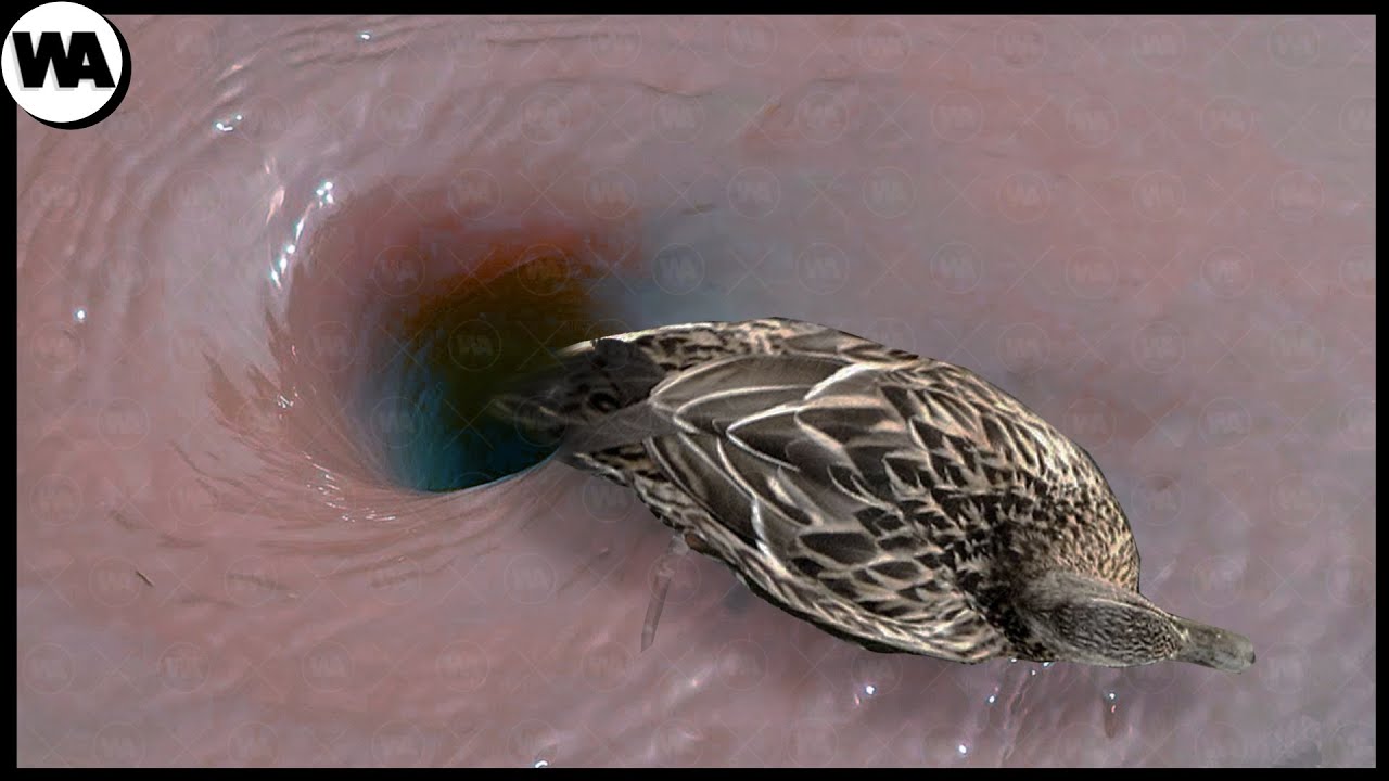 Les Animaux que la Nature a Traités Injustement