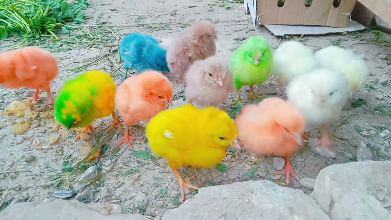 How to get chicks new video 2026