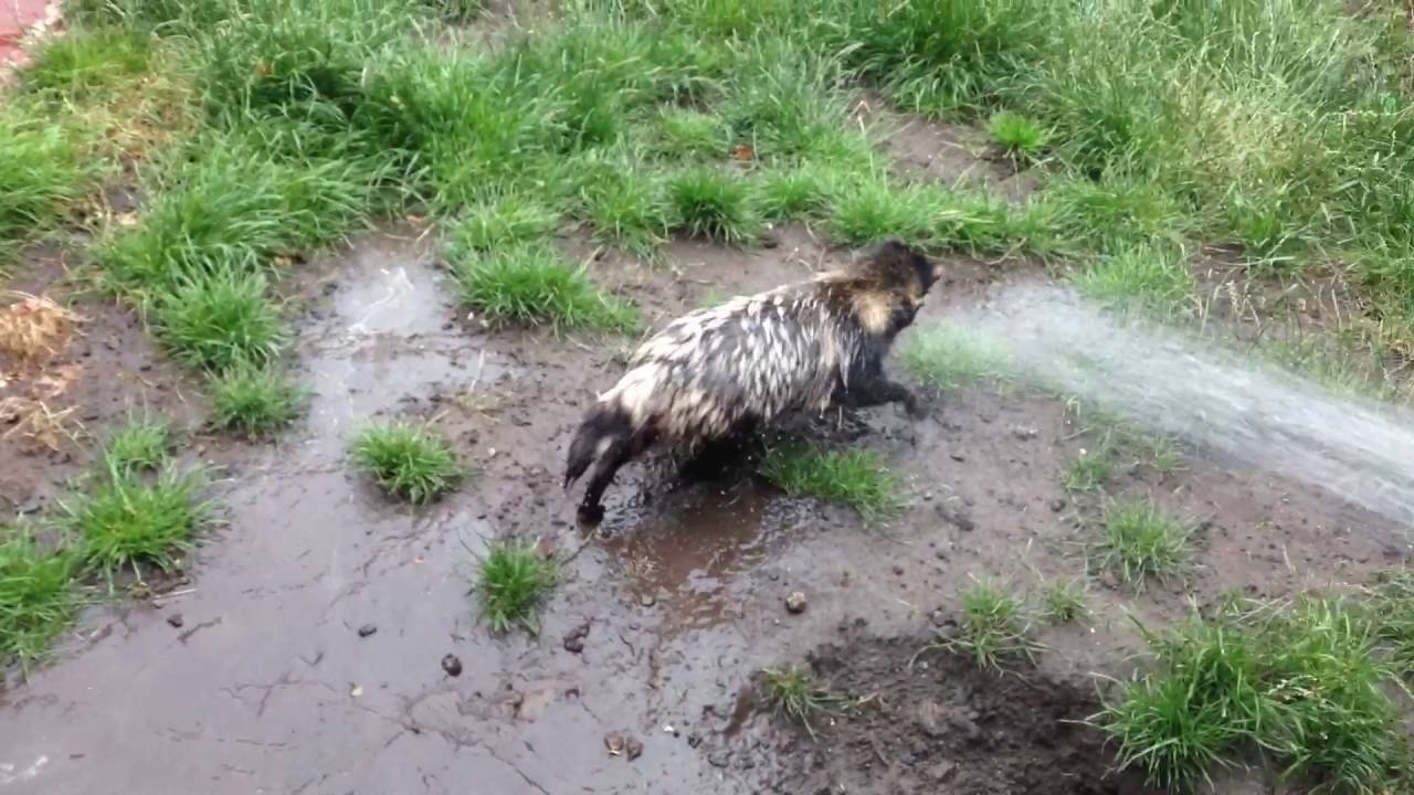 EXO TEACH - Yoshi our Tanuki Loves Water!