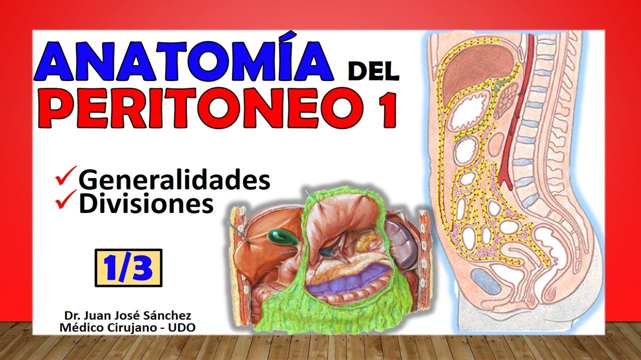 🥇 PERITONEO 1/3. Generalidades y Divisiones. ¡Fácil de Entender!