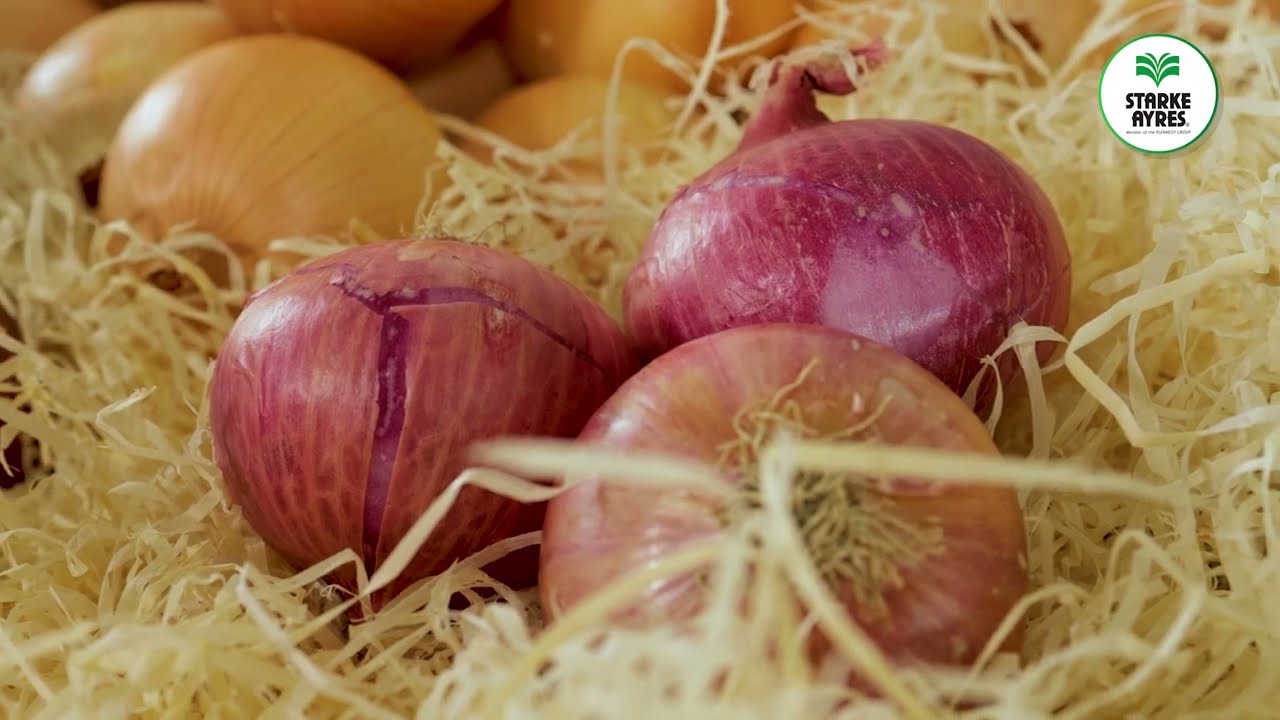 SA Field Day 2023   Onions