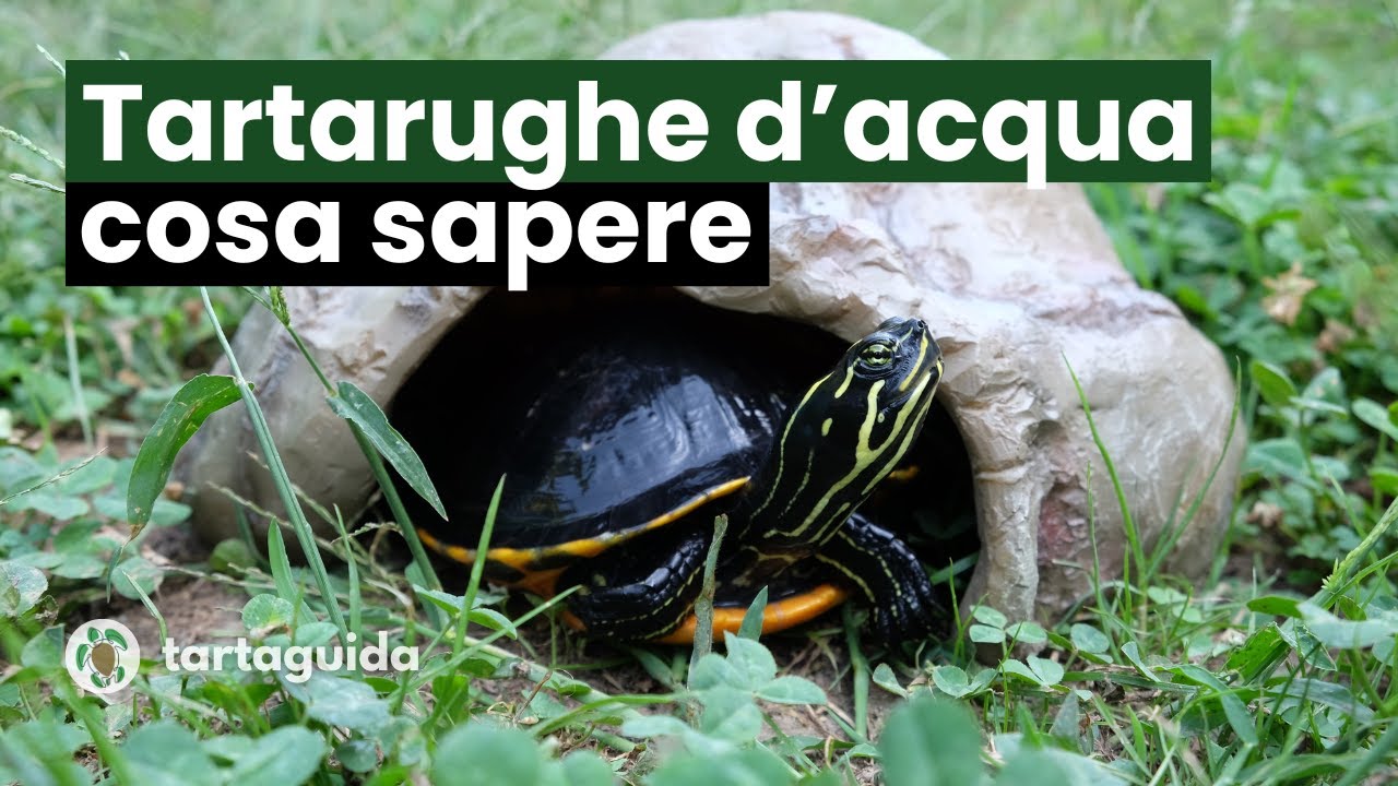 COMPRARE la tua Tartaruga d'Acqua DOLCE: introduzione - Guida alle tartarughe acquatiche EP.1