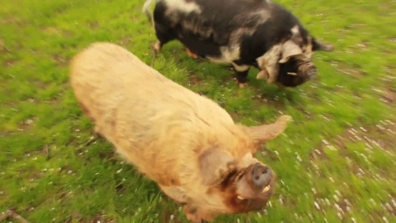 Ginger & Knor zijn hongerig - De Peerdegaerdt - 23 april 2018