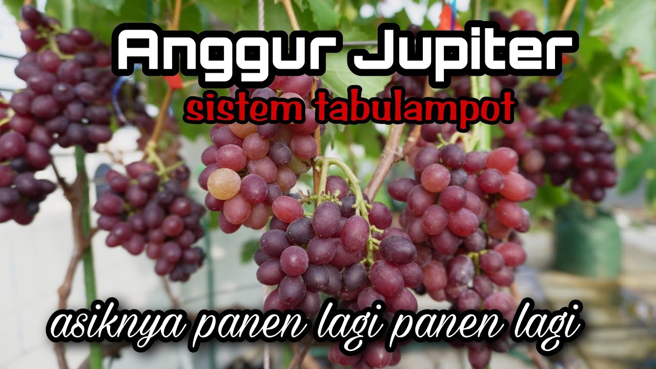 Panen Anggur Jupiter Tabulampot