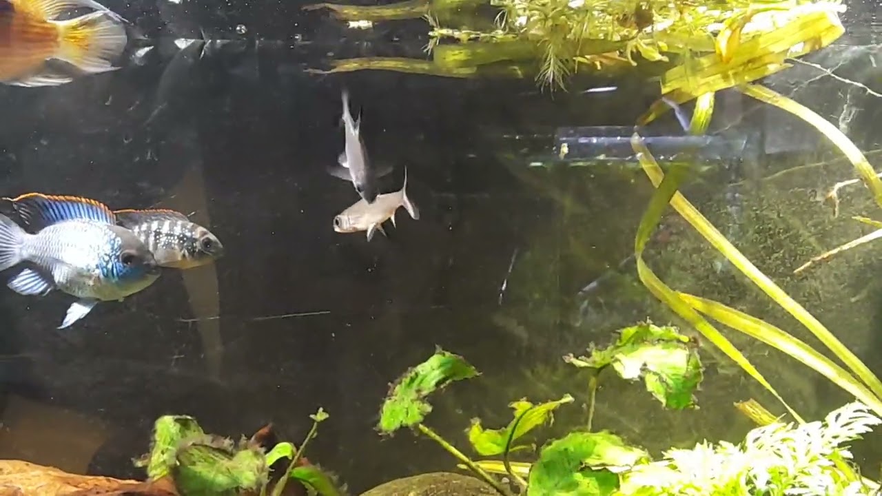 Community tank 
