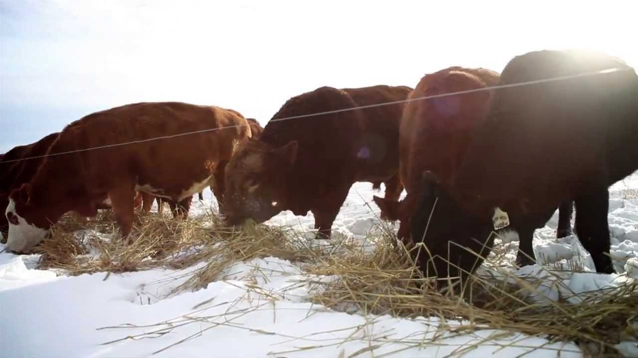 Triticale Swath Grazing Porter Ranches Part 1