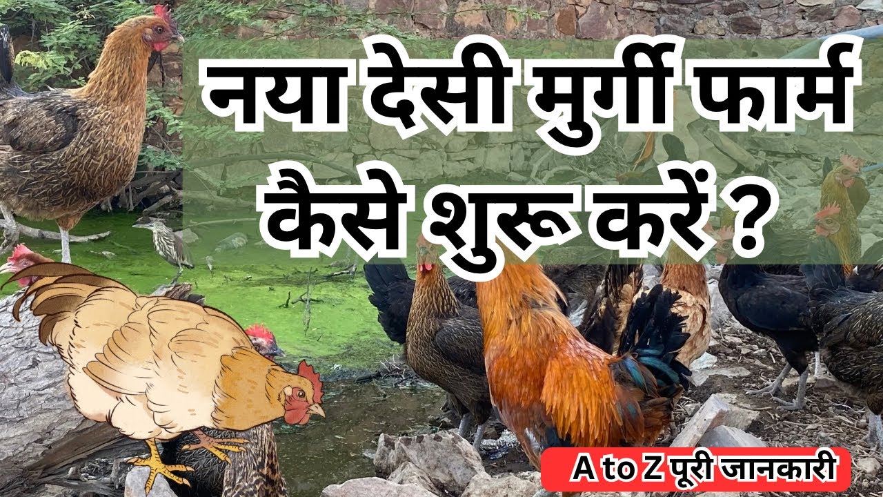 कम लागत में नया देसी मुर्गी फार्म कैसे शुरू करे ? Profitable murgi palan business kese start kre