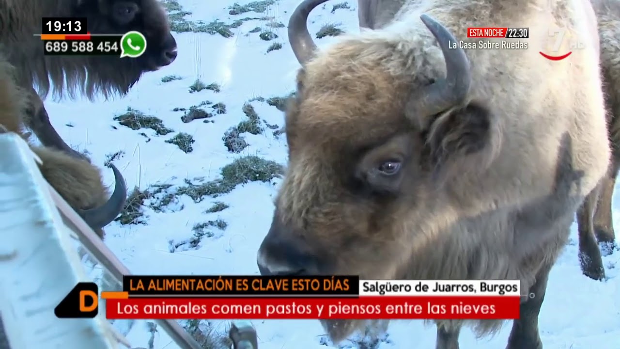 Bisontes entre la nieve |  | Castilla y León Directo