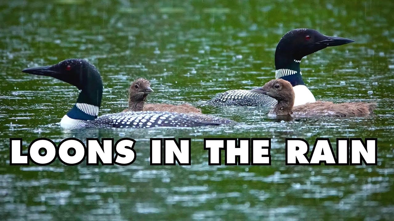 Beautiful Loon Family on Pond Calling in Heavy Rain and Thunder